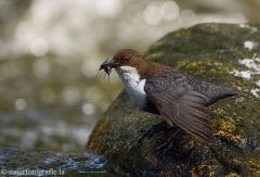 7 Wasseramsel - Cinclus cinclus